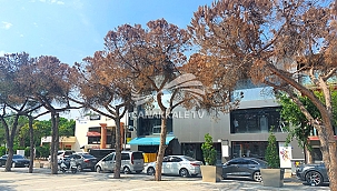 CUMHURİYET MEYDANI'NA YENİ AĞAÇLAR DİKİLECEK