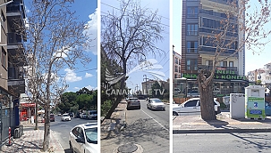 RİSK TEŞKİL EDEN AĞAÇLAR KALDIRILACAK