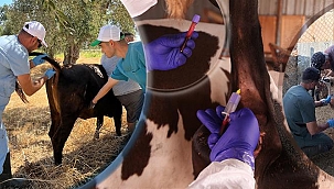 ŞAP HASTALIĞI ARİLİK ÇALIŞMASI BAŞLADI