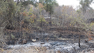 BİGA'DAKİ YANGINDA İKİ HEKTAR ALAN ZARAR GÖRDÜ