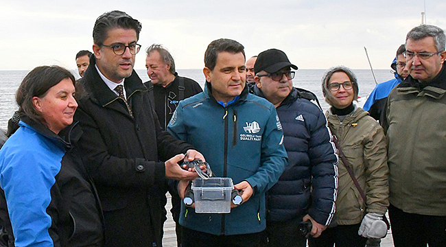 GELİBOLU SUALTI PARKI'NDAKİ TARİHİ "HMS MAJESTİC" BATIĞINA 400 ISTAKOZ BIRAKILDI