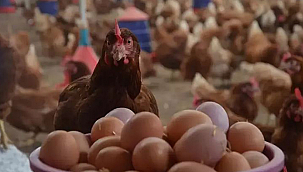 KÜMES HAYVANCILIĞI ÜRETİMİNDE ARTIŞ VAR