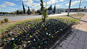 SERALARIMIZDA ÜRETİLEN BİTKİLERLE KENTİİMİZ YEŞİLLENİYOR