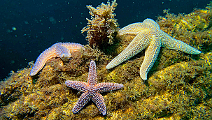 YAPAY RESİFLER BİR YILDA 33 FARKLI DENİZ CANLISINA YUVA OLDU