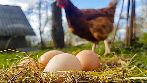 KÜMES HAYVANCILIĞI ÜRETİMİ, KASIM AYI VERİLERİ AÇIKLANDI