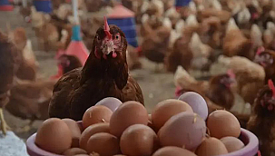 KÜMES HAYVANCILIĞI ÜRETİMİ ARALIK AYI VERİLERİ