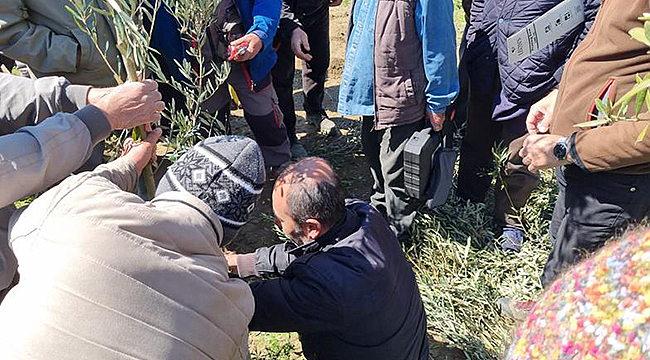 ÜRETİCİLERE UYGULAMALI ZEYTİN BUDAMA VE AŞILAMA EĞİTİMİ VERİLDİ