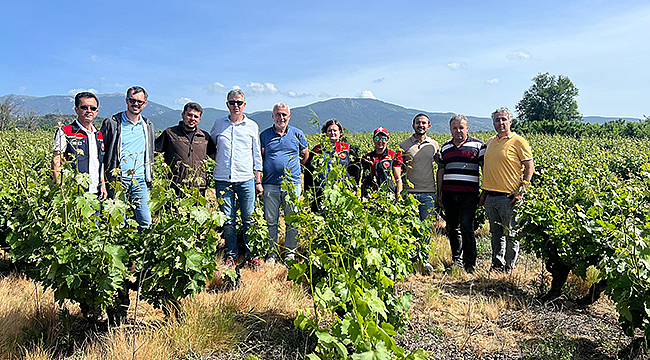 BAĞLARDA DON ZARARI İNCELEMESİ