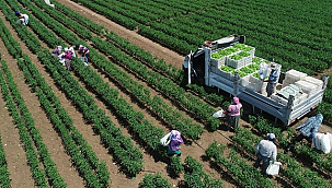 BİTKİSEL ÜRETİMDE 2025 YILI İÇİN ÖNEMLİ AZALMA TAHMİNLERİ AÇIKLANDI