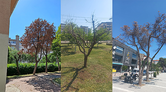 RİSK TEŞKİL EDEN AĞAÇLAR KALDIRILACAK