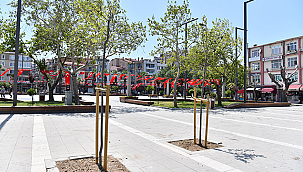 RİSK TEŞKİL EDEN AĞAÇLAR KALDIRILARAK YENİ AĞAÇLAR DİKİLİYOR