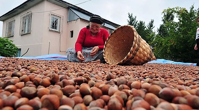 2025-2026 SEZONU FINDIK ALIM FİYATLARI AÇIKLANDI