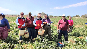 BAYRAMİÇ'TE DOMATES HASADINA ZİYARET