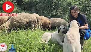 ÇANAKKALE'DE ÇOBAN KÖPEKLERİ İÇİN MİKROÇİP VE SAĞLIK PROJESİ BAŞLATILDI