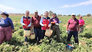 DEMİRHAN'DAN BAYRAMİÇ'TE DOMATES ÜRETİCİLERİNE ZİYARET