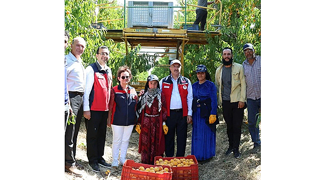ÇANAKKALE'DE ŞEFTALİ VE NEKTARİN HASADI BAŞLADI