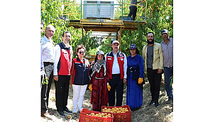 ÇANAKKALE'DE ŞEFTALİ VE NEKTARİN HASADI BAŞLADI