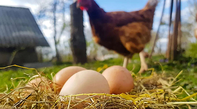 TAVUK ETİ ÜRETİMİ ARTTI, YUMURTA ÜRETİMİ GERİLEDİ