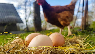 TAVUK ETİ ÜRETİMİ ARTTI, YUMURTA ÜRETİMİ GERİLEDİ