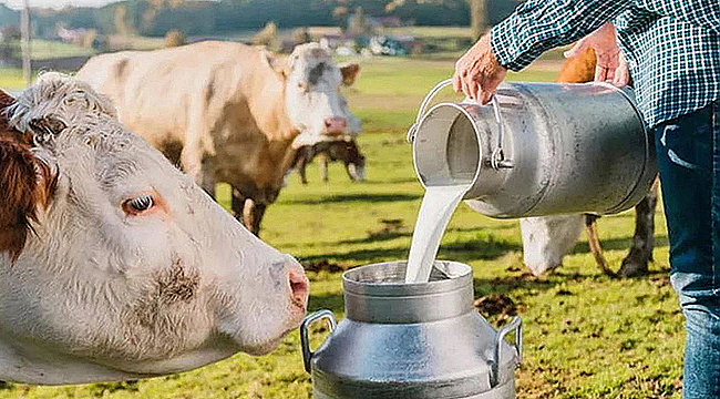 ARALIK'TA 930 BİN TONUN ÜZERİNDE SÜT TOPLANDI