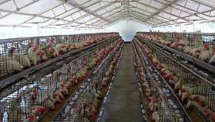 ARALIK'TA KÜMES HAYVANCILIĞI ÜRETİMİNDE ARTIŞ