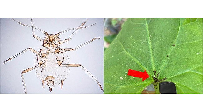 KAZ DAĞLARINDA YENİ BİR BÖCEK TÜRÜ KEŞFEDİLDİ