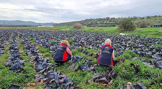 KIŞLIK SEBZELERDE HASTALIK VE ZARARLI TARAMASI YAPILDI