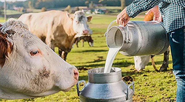 OCAK AYINDA 944 BİN TON İNEK SÜTÜ TOPLANDI