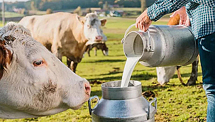 OCAK AYINDA 944 BİN TON İNEK SÜTÜ TOPLANDI