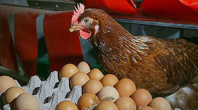 TAVUK ETİ VE YUMURTA ÜRETİMİ ARTTI