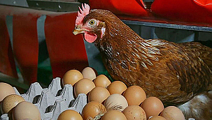 TAVUK ETİ VE YUMURTA ÜRETİMİ ARTTI