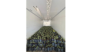 ÇANAKKALE'DEN KARDEŞ ÜLKE AZERBAYCAN'A 8 BİN 410 FİDAN DESTEĞİ