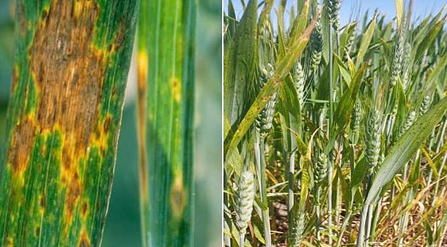 HUBUBAT ÜRETİCİLERİNE SEPTORYA YAPRAK LEKESİ UYARISI