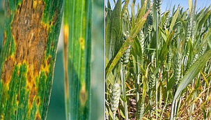 HUBUBAT ÜRETİCİLERİNE SEPTORYA YAPRAK LEKESİ UYARISI