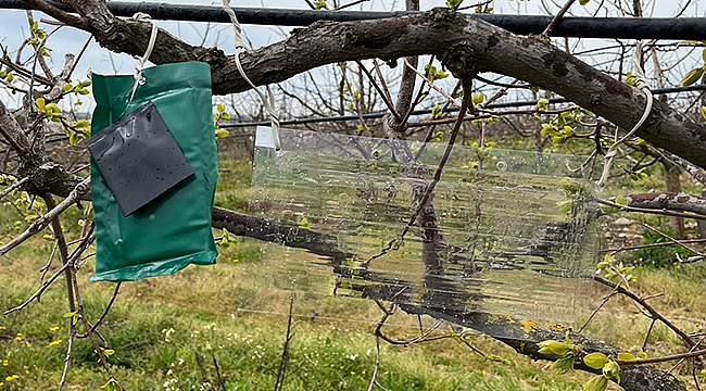 KAHVERENGİ KOKARCA İLE TUZAKLA TAKİP ÇALIŞMALARI BAŞLATILDI