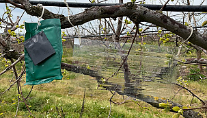 KAHVERENGİ KOKARCA İLE TUZAKLA TAKİP ÇALIŞMALARI BAŞLATILDI