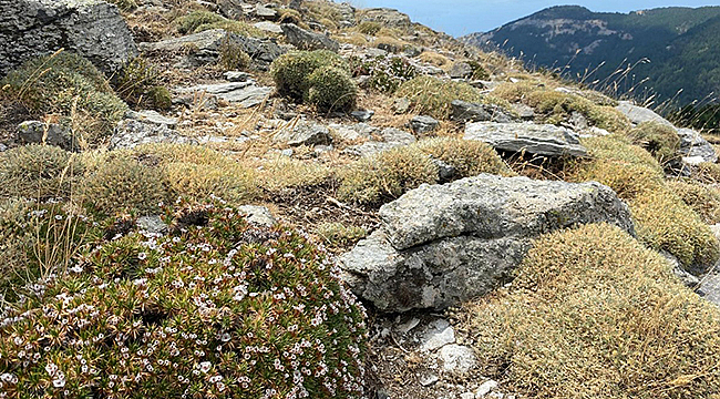 KAZ DAĞLARI'NDA YENİ BİR BÖCEK TÜRÜ KEŞFEDİLDİ