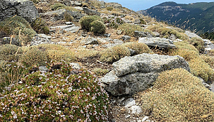 KAZ DAĞLARI'NDA YENİ BİR BÖCEK TÜRÜ KEŞFEDİLDİ